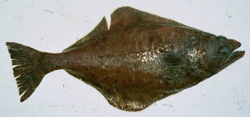 Image of arrowtooth flounder