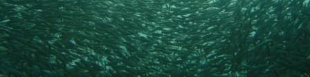 school of sardines swimming