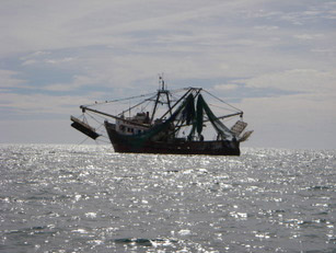 Gulf of California Shrimp Trawler